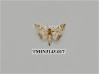 藏品(螟蛾290)的圖片